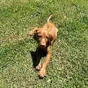 Beautiful Hungarian Viszla 7 Month Old Female-3