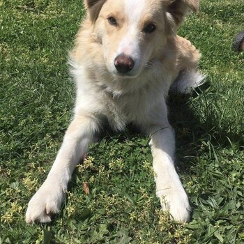 Caramel and white male border collie 