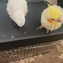 Cockatiels for sale -3