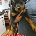 Rottweiler -5