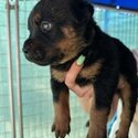 Rottweiler Puppies for Sale -0