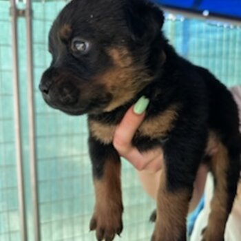 Rottweiler Puppies for Sale 