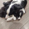 BORDER COLLIE PUPPIES - Ready: 06/10/2023-2