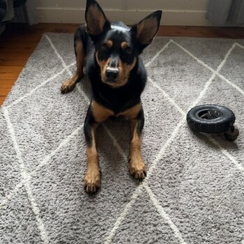 Pure Bred Kelpie with Amazing Quiet Nature