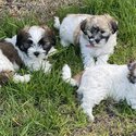 PRICE DROP** Male Maltese Shih tzu -0