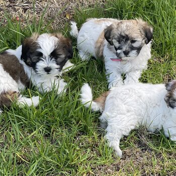 PRICE DROP** Male Maltese Shih tzu 