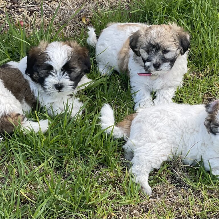 PRICE DROP** Male Maltese Shih tzu 