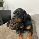 Pure bred rottweiler puppies-3