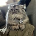 Adorable, charming gentle PURE BREED PERSIAN CAT-2