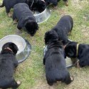 Natural Bobtail Rottweiler Puppies-0