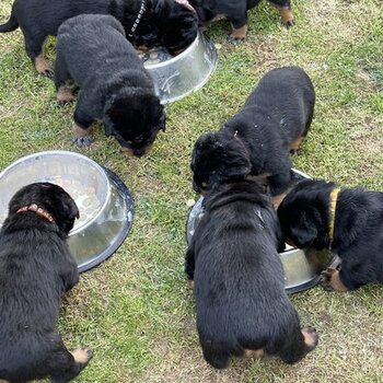 Natural Bobtail Rottweiler Puppies