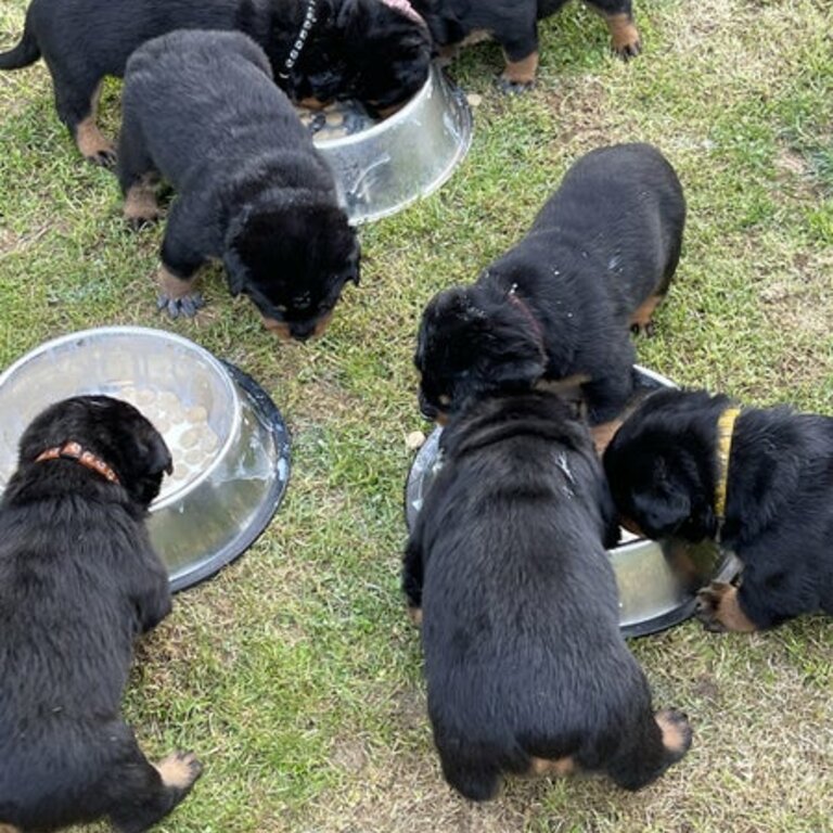 Natural Bobtail Rottweiler Puppies