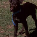 15 week old pure bred Australian kelpie-4