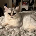 Purebred Female Persian Chinchilla Cat-5