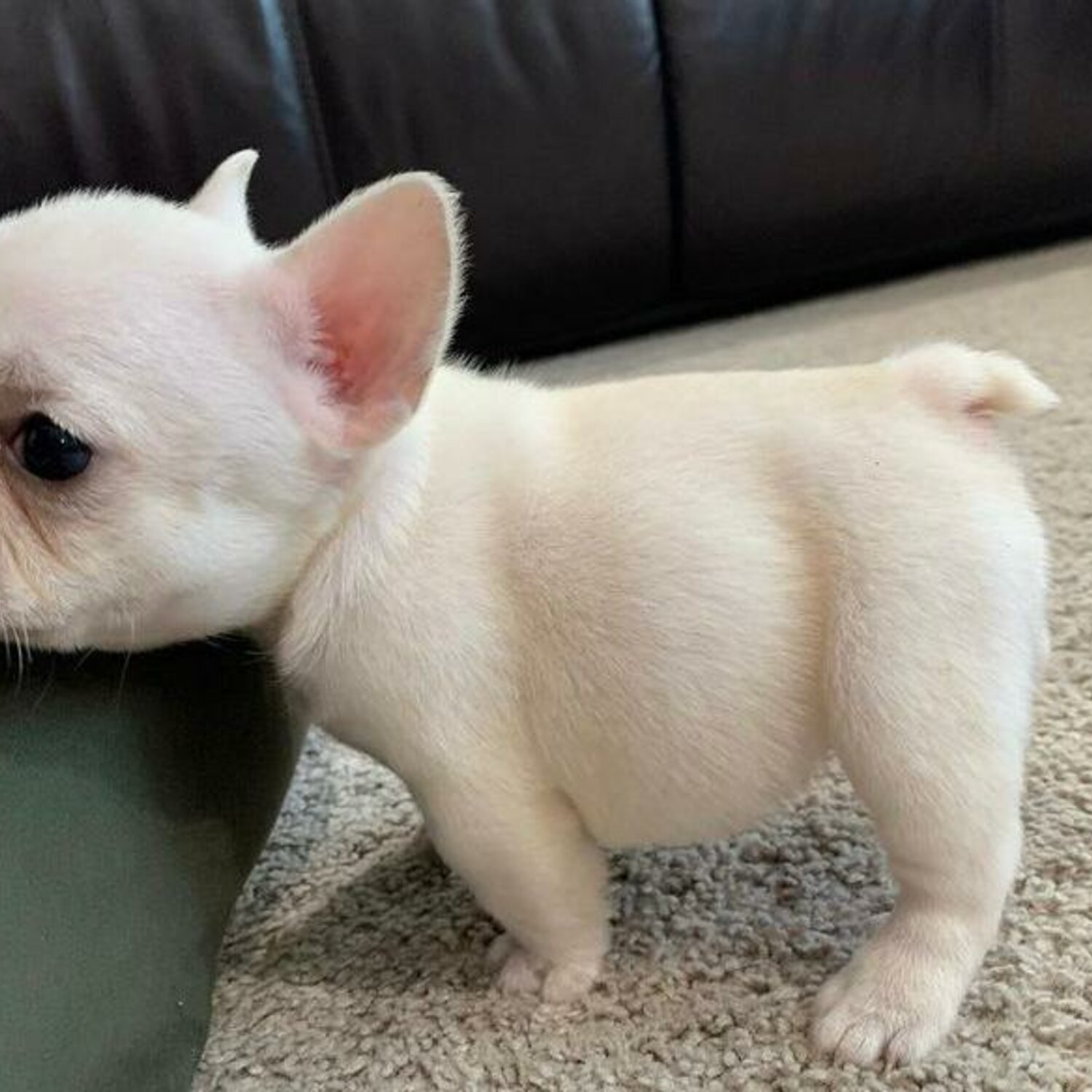 Healthy Cute French Bulldog Puppies