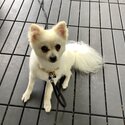 Oliver (1.5yo) white and caramel adorably clever Pomeranian -0