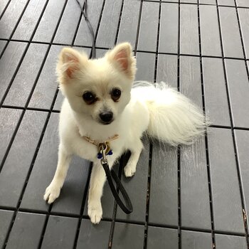 Oliver (1.5yo) white and caramel adorably clever Pomeranian 