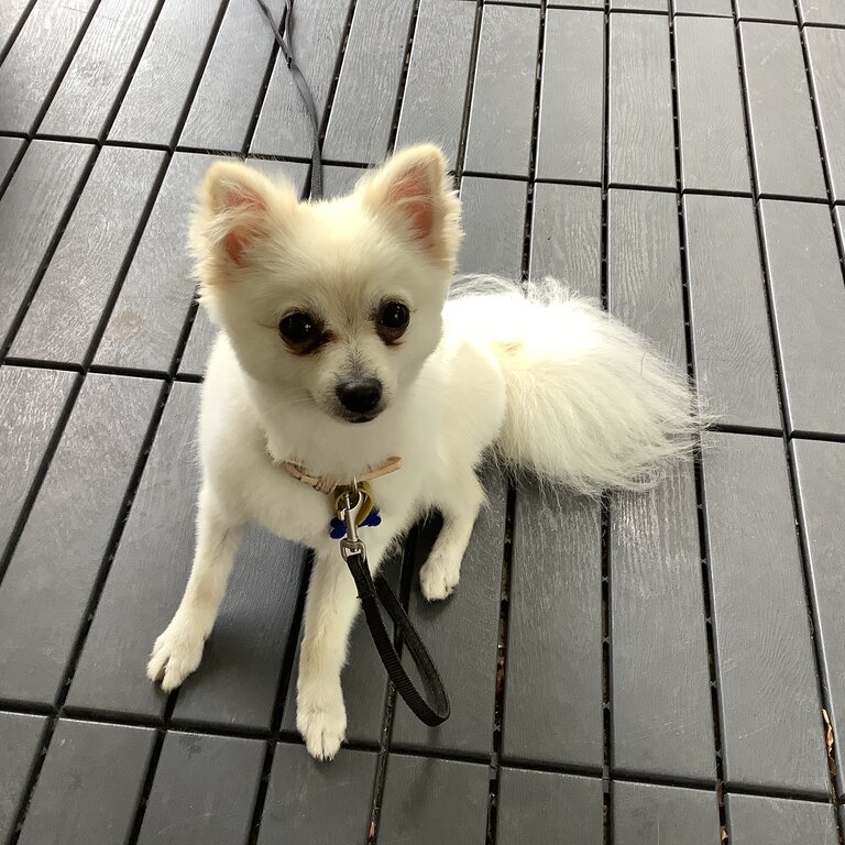 Oliver (1.5yo) white and caramel adorably clever Pomeranian 