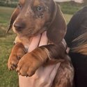 Chocolate Dapple Dachshund Puppy with Heterochromia Eyes-1