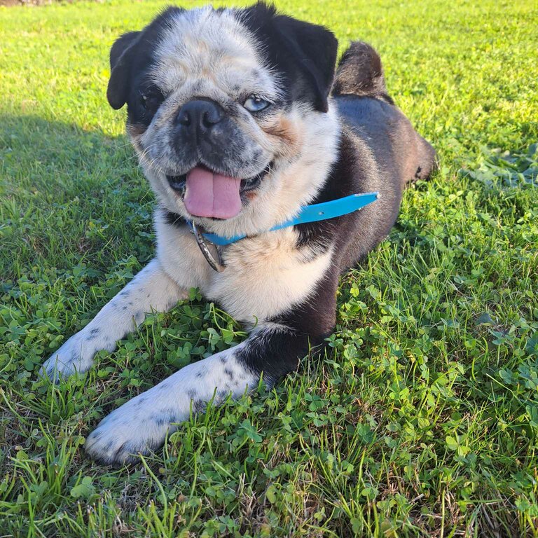 Panda Pug Purebred UK lines with certificate