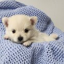 Adorable Purebred Pomeranian Puppies-2