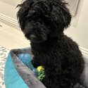 Toy poodle male black color -3