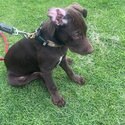 Australian kelpie puppy 13 weeks old -2