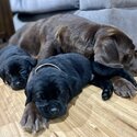 Purebred Labrador puppies-0