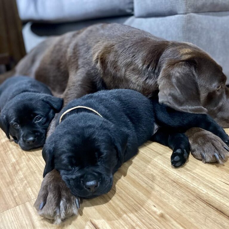 Purebred Labrador puppies