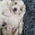 Beautiful Puppies for Sale-4