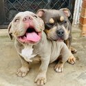 American bully female 8 months old registered with ABKC-2