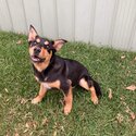 Cj 3 year old kelpie x German shepherd -5