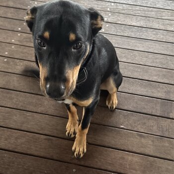 Kelpie pup 