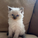 Purebred Ragdoll Kittens 2x seal point 2x blue point-2