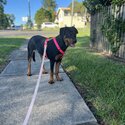 Fifi - 8 month Old Rottweiler Female-3