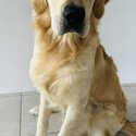 URGENT SALE- Male Golden Retriever-0