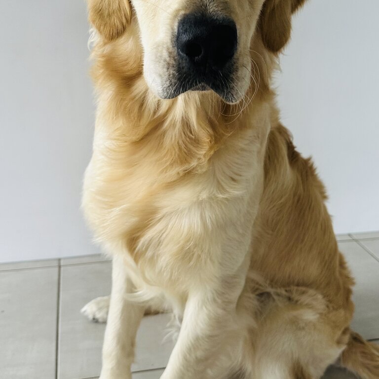 URGENT SALE- Male Golden Retriever