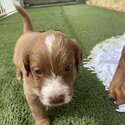 Labradoodle Puppies for sale - Seven Beautiful, healthy Labradoodles - Male and Female-4