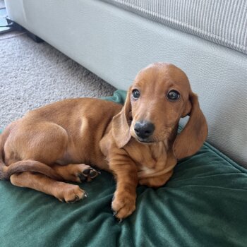 Purebred Mini Dachshund