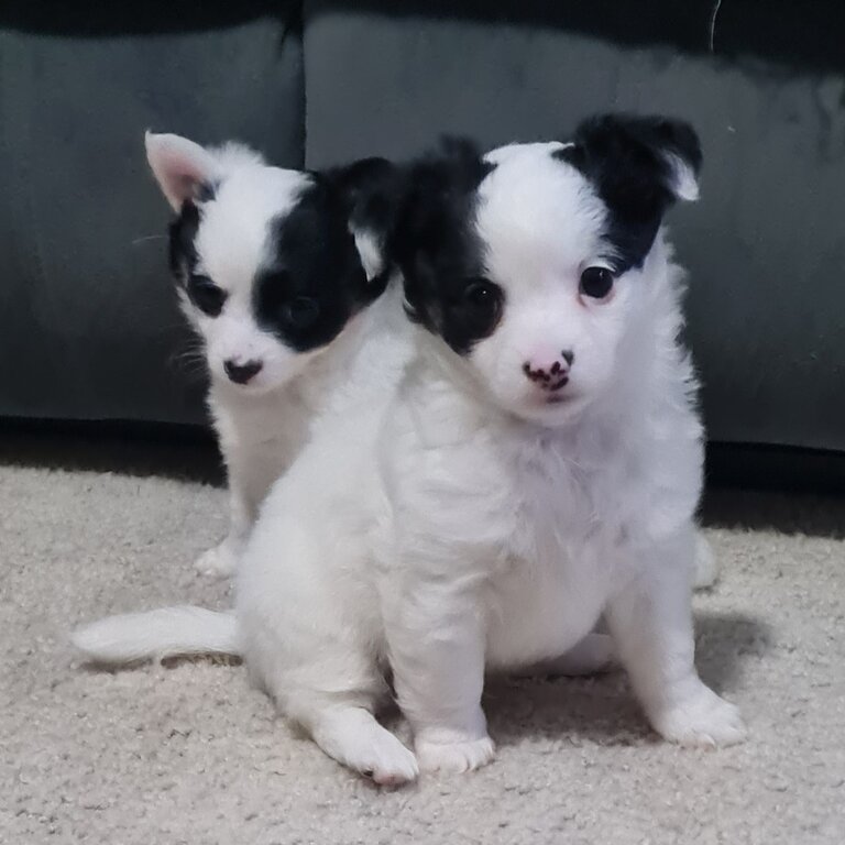 2 beautiful male long haired chihchuha pup