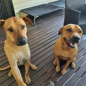 Male and Female Ridgeback X, family friendly and well mannered