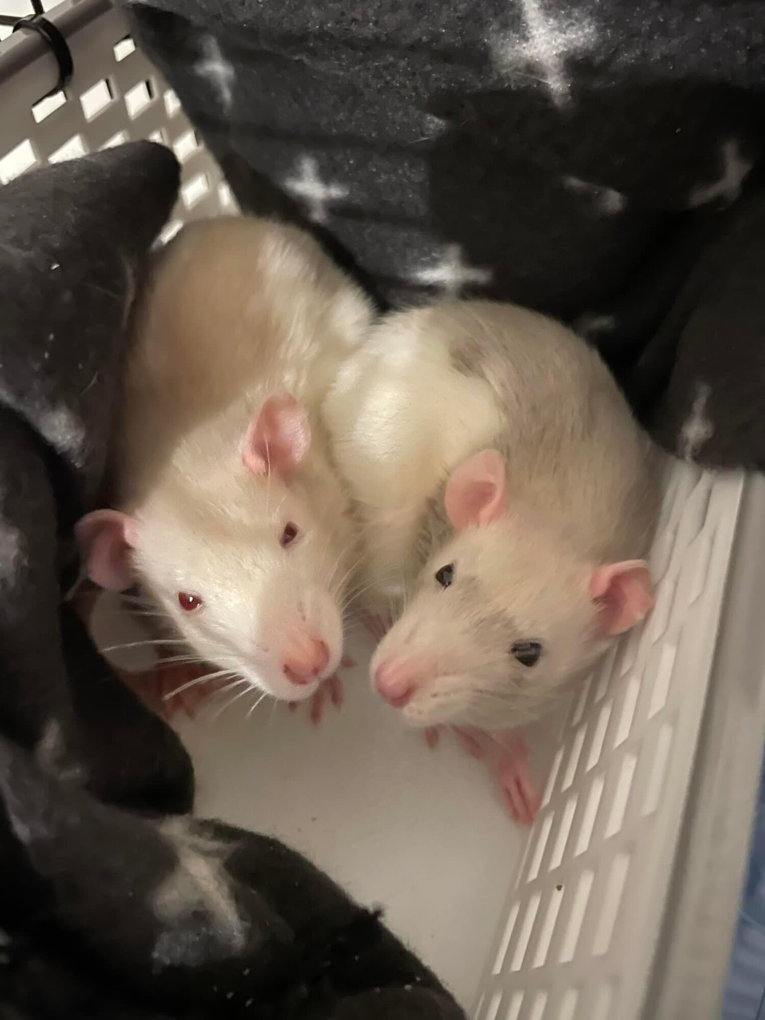 Fancy Rats