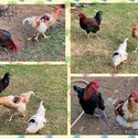 Urgent Rooster Rehoming -1