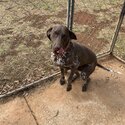 Female German short haired pointer-1