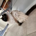 'Sid' is a lovable 8yr old male Ragdoll.  Loves outside as much as inside.-1