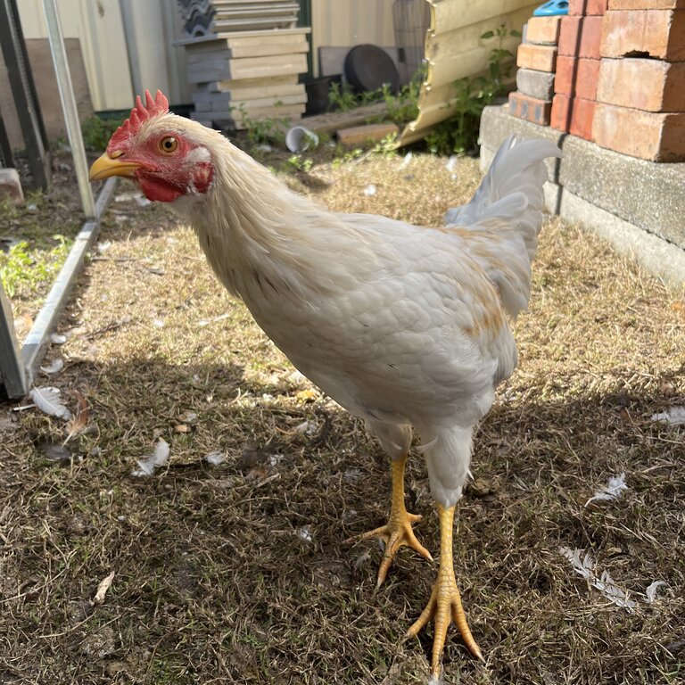 Young Rooster Chook