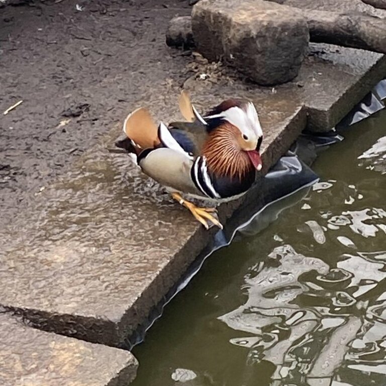 MANDARIN DUCKS in need of a Good home.