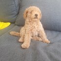 Last pure bred miniature poodle -1