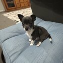 Blue and white male Chihuahua