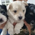 Beautiful Puppies for Sale-3